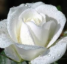 white rose 4